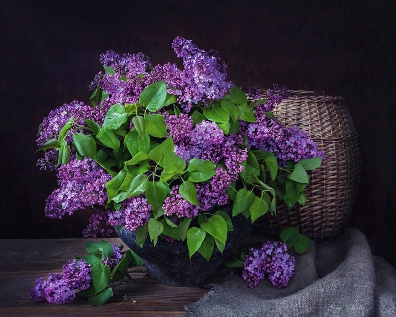 Purple Lilac Bouquet — Dramatic, Photograph, Basket