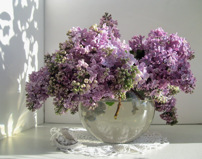 Purple Lilac Bouquet — Serene, Morning