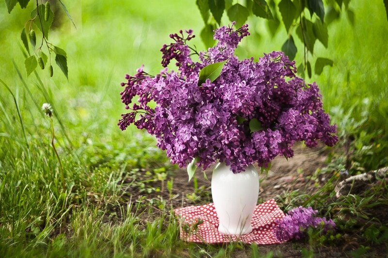 Purple Lilac Bouquet — Serene, Spring, Photograph, Vase, Red Cloth