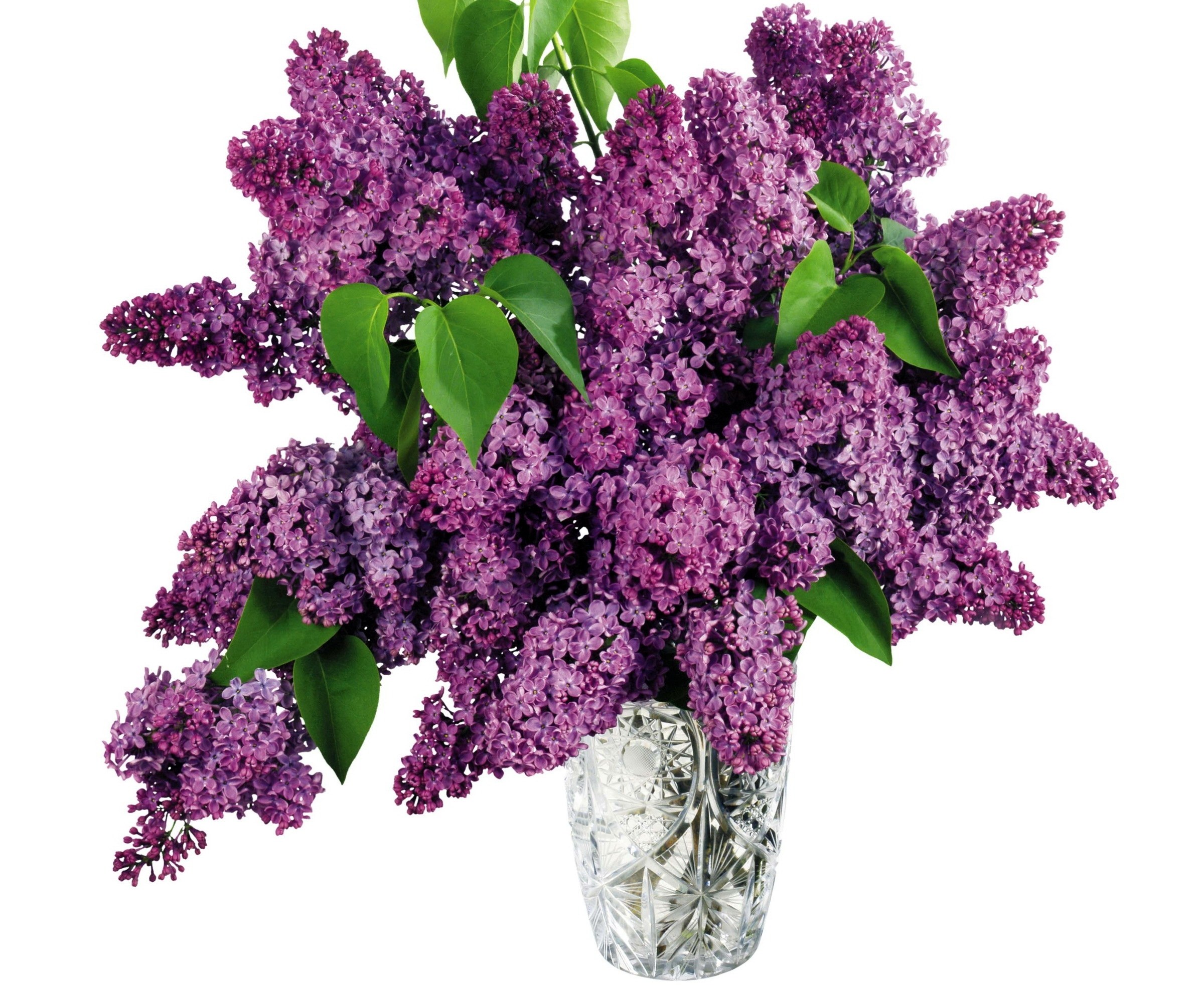 purple lilac bouquet