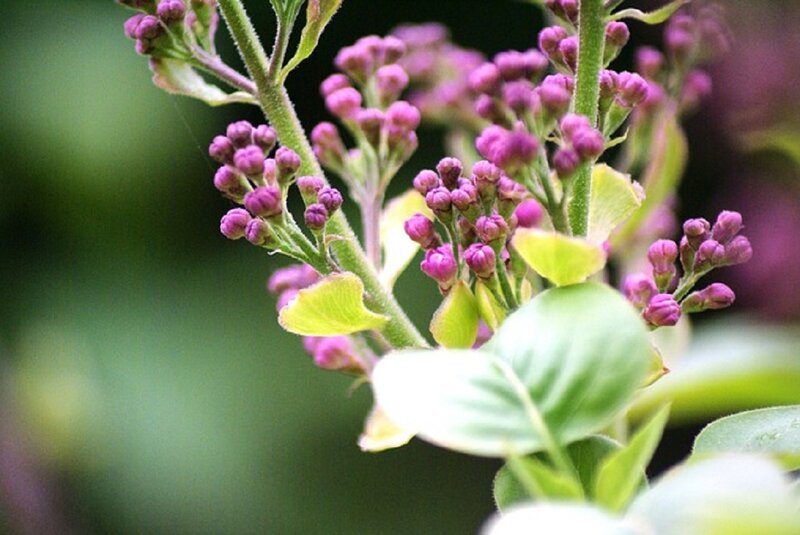 Purple Lilac Buds