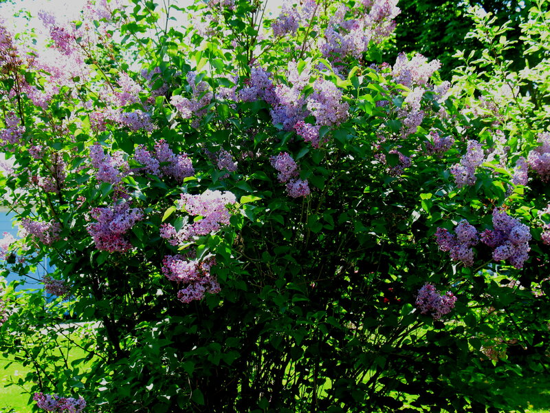 Purple Lilac Bush — Bright