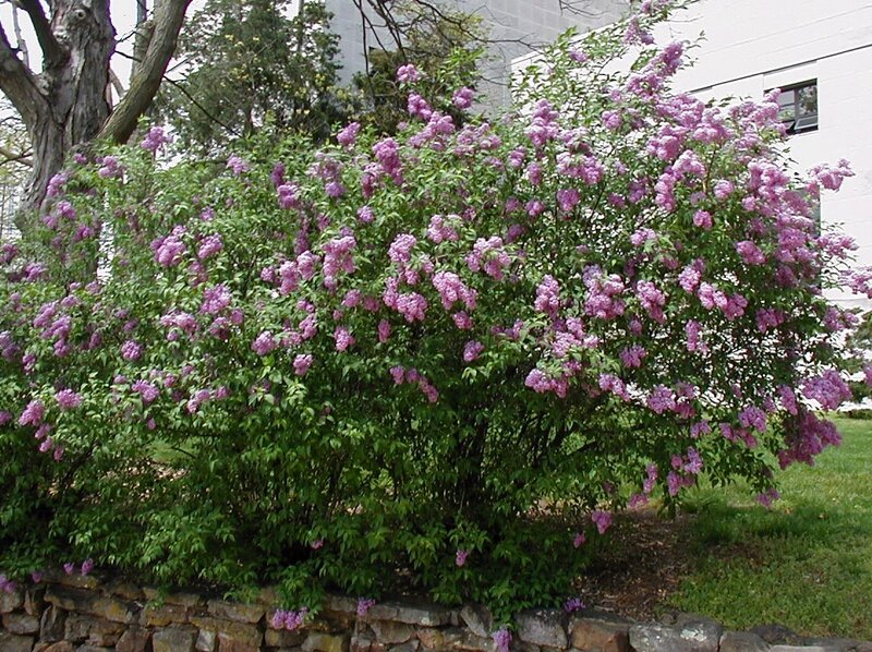 Purple Lilac Bush — Calm, Spring