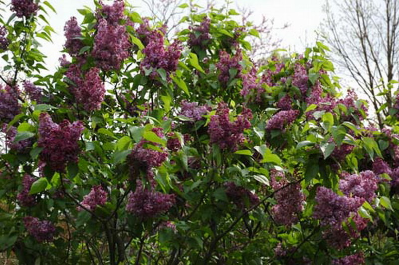 Purple Lilac Bush — Calm
