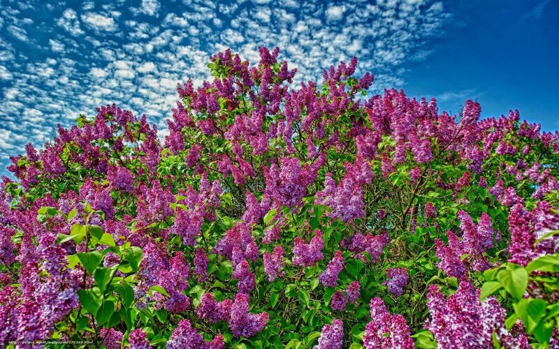 Purple Lilac Bush — Serene, Spring, Photograph, Green Leaves, Blue Sky, Clouds