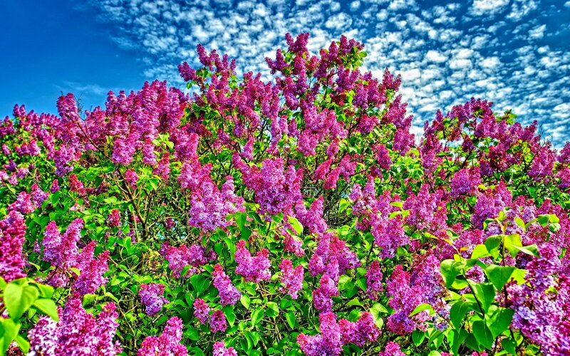 Purple Lilac Bush — Serene, Spring, Photograph, Green Leaves, Blue Sky