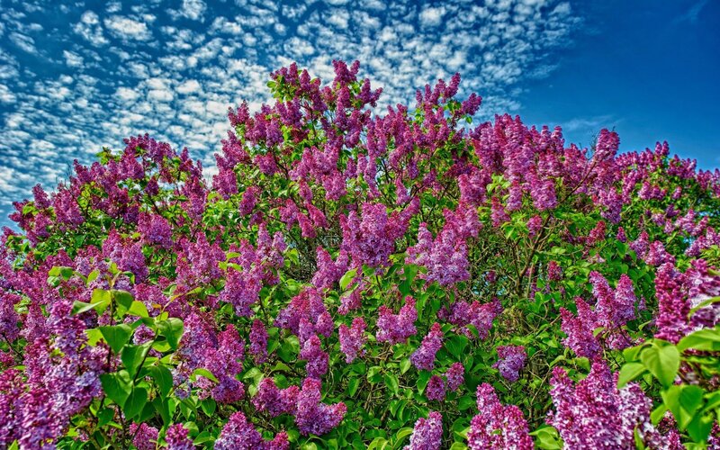 Purple Lilac Bush — Serene, Spring, Photograph, Green Leaves