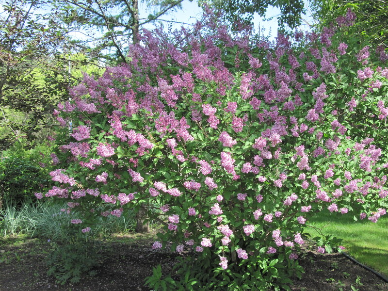 Purple Lilac Bush — Serene, Spring, Photograph, Green Leaves, Trees, Grass