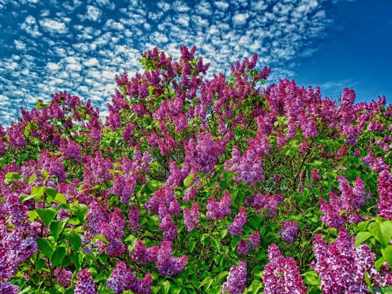Purple Lilac Bush — Serene, Spring, Photograph