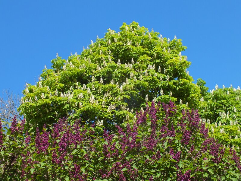 Purple Lilac Bush — Serene, Spring, Photograph, Tree