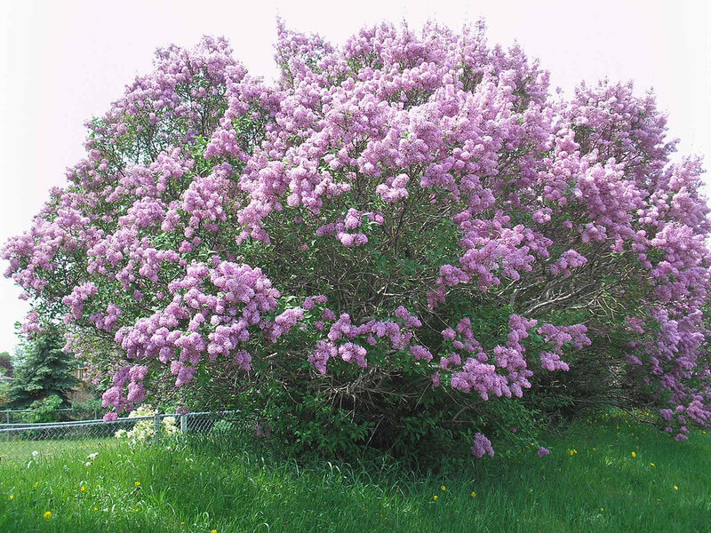 Purple Lilac Bush — Serene, Spring