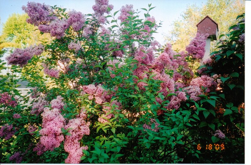 Purple Lilac Bush — Serene, Summer, Photograph