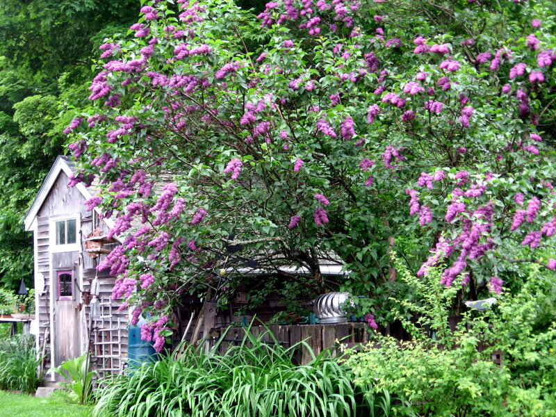 Purple Lilac Bush — Serene, Summer