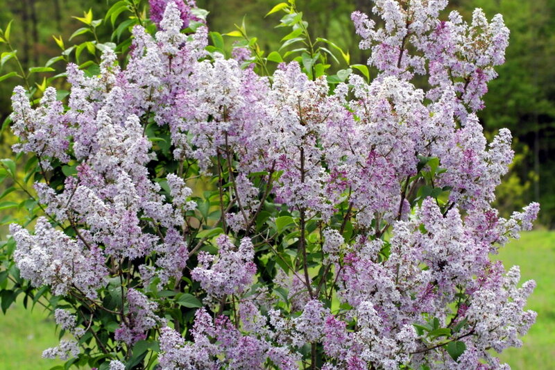 Purple Lilac Bush — Serene