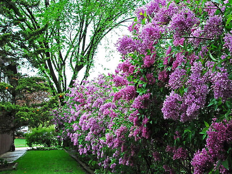 Purple Lilac Bush