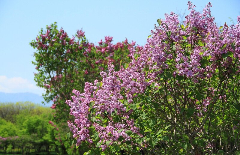 Purple Lilac Bushes — Serene