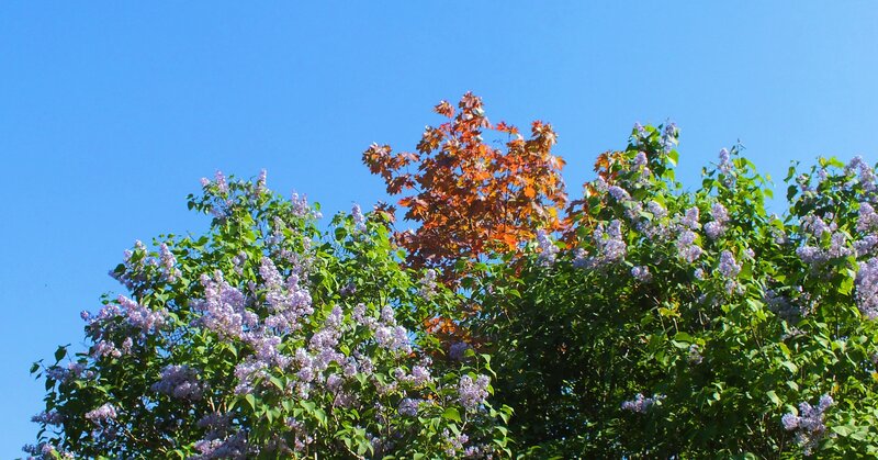 Purple Lilac Bushes