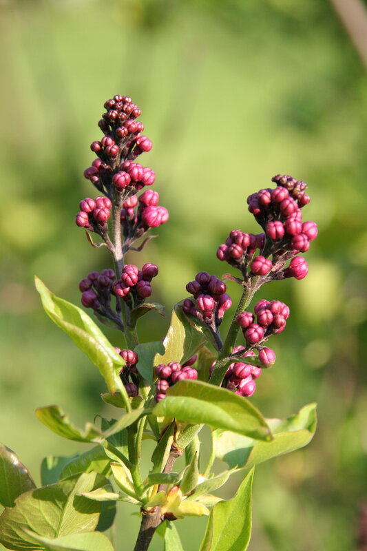 Purple Lilac Flower Buds