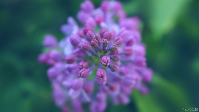 Purple Lilac Flower — Calm, Spring, Photograph, Buds