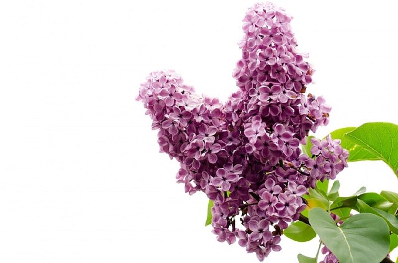 Purple Lilac Flower — Calm, Spring, Photograph, Green Leaves