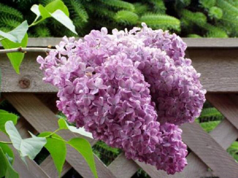 Purple Lilac Flower — Calm, Spring, Photograph