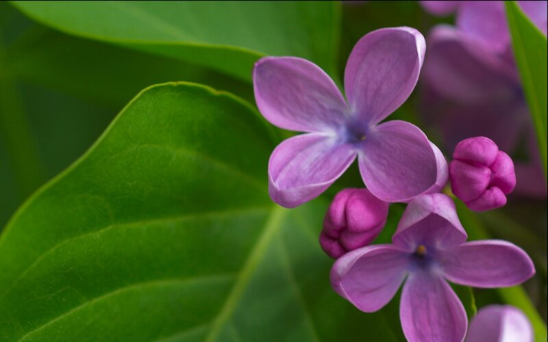 Purple Lilac Flower — Calm, Spring