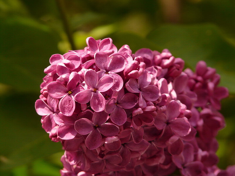 Purple Lilac Flower — Calm
