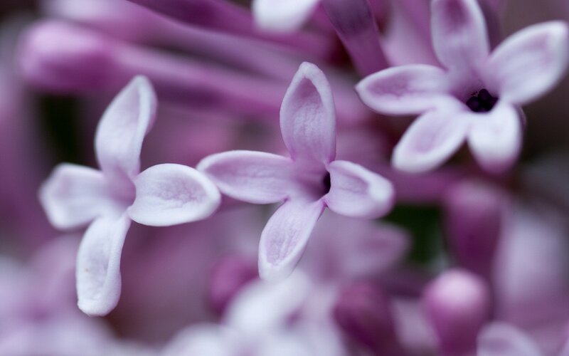 purple lilac flower close-up