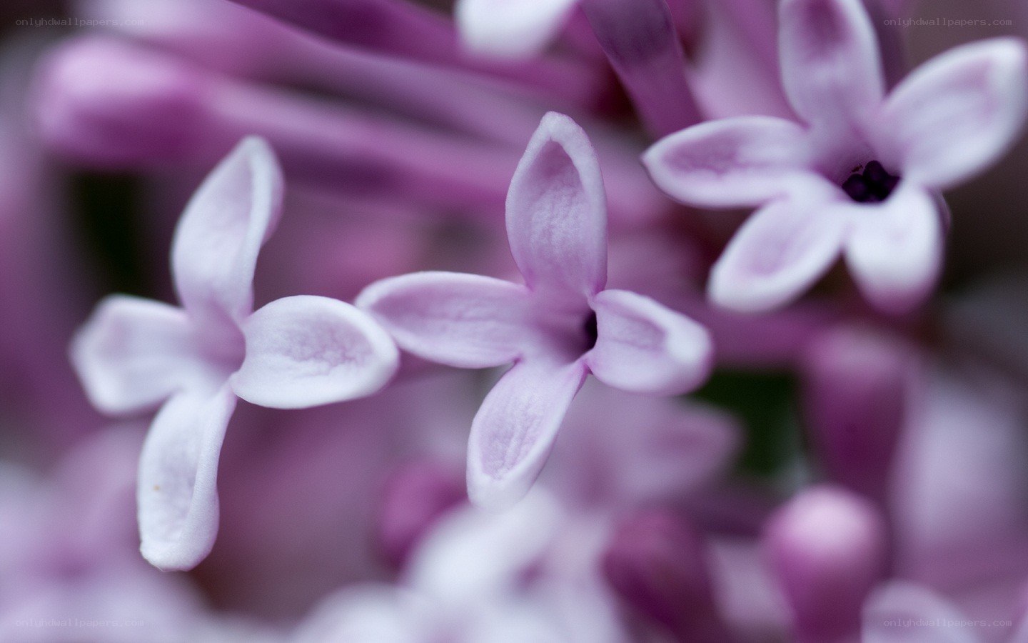 purple lilac flower close-up