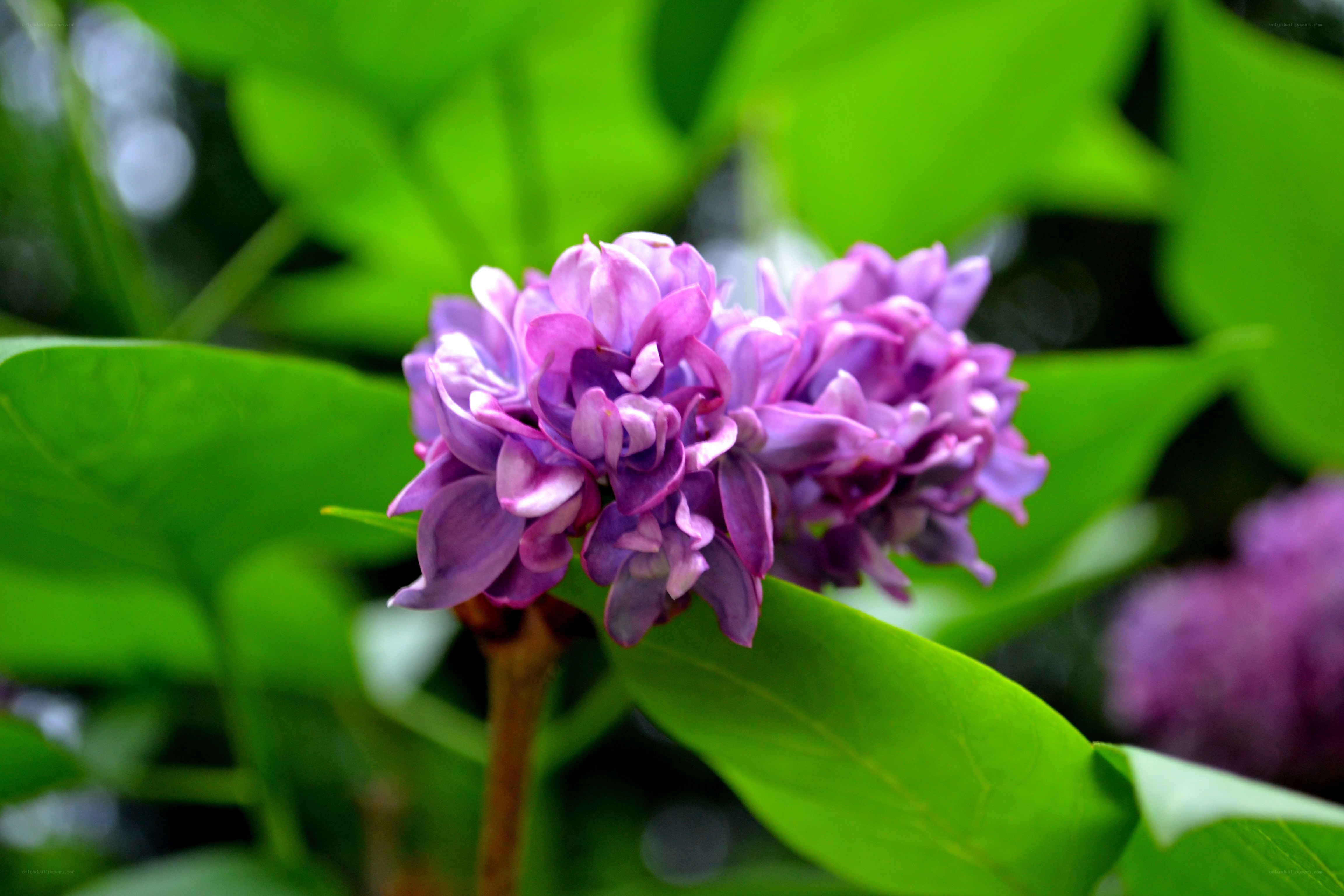 purple lilac flower cluster