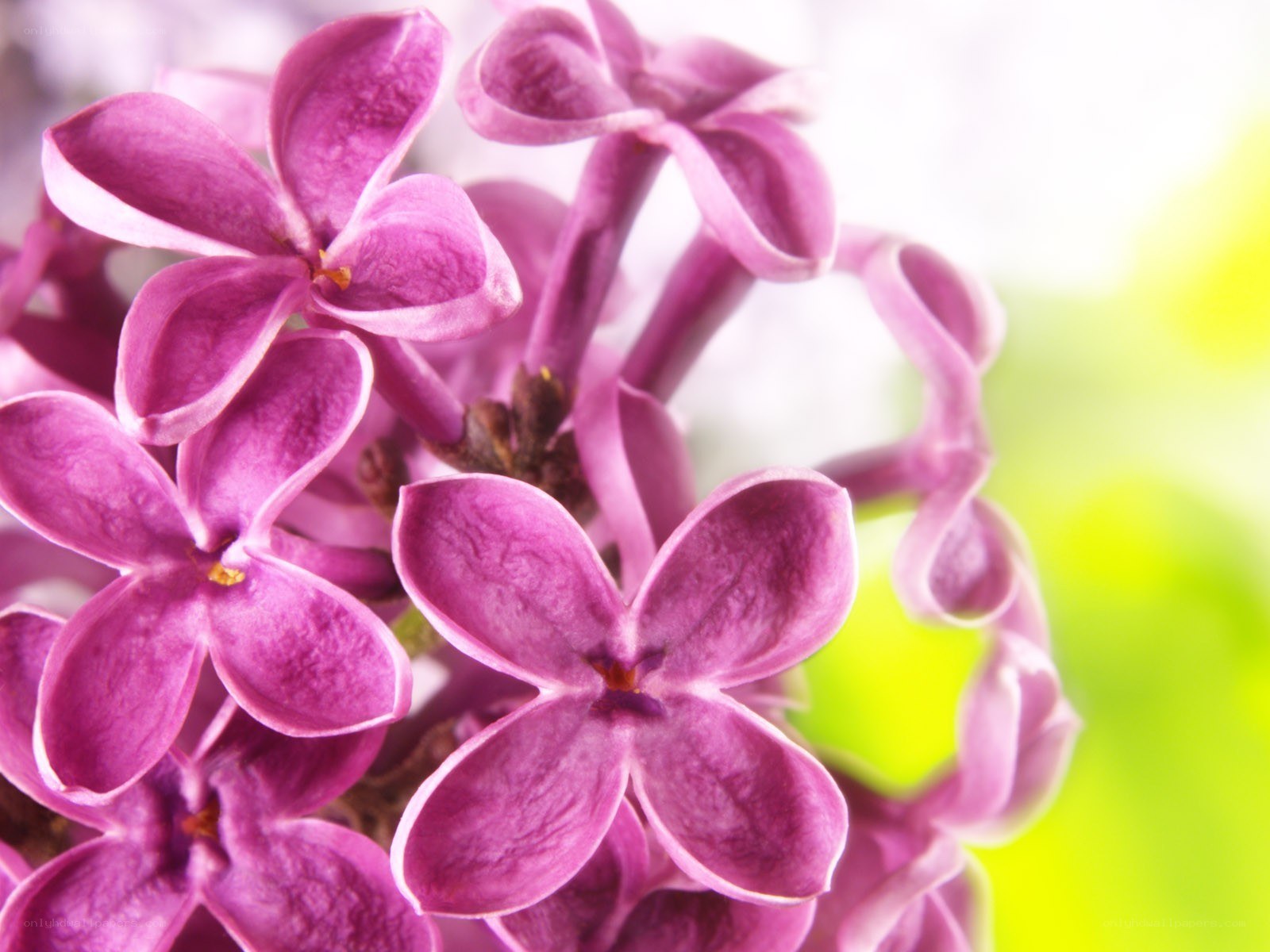 Purple lilac flower cluster
