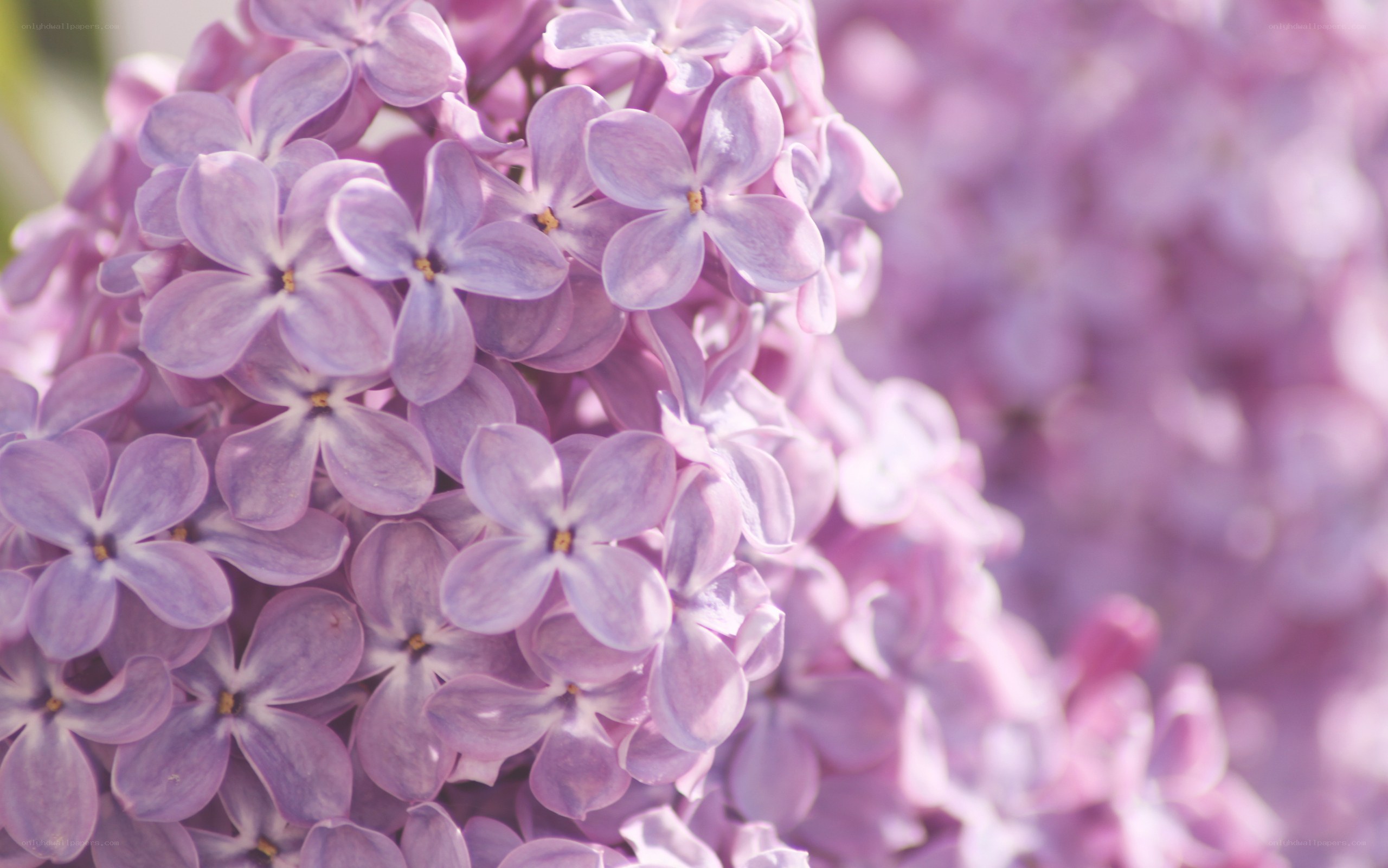 purple lilac flower cluster