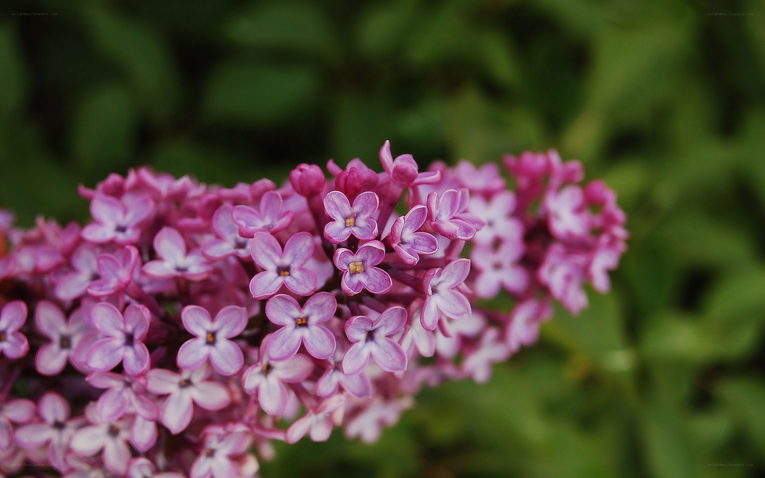 purple lilac flower cluster