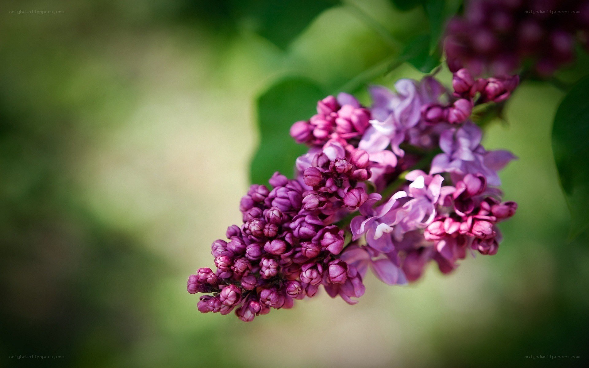 purple lilac flower cluster