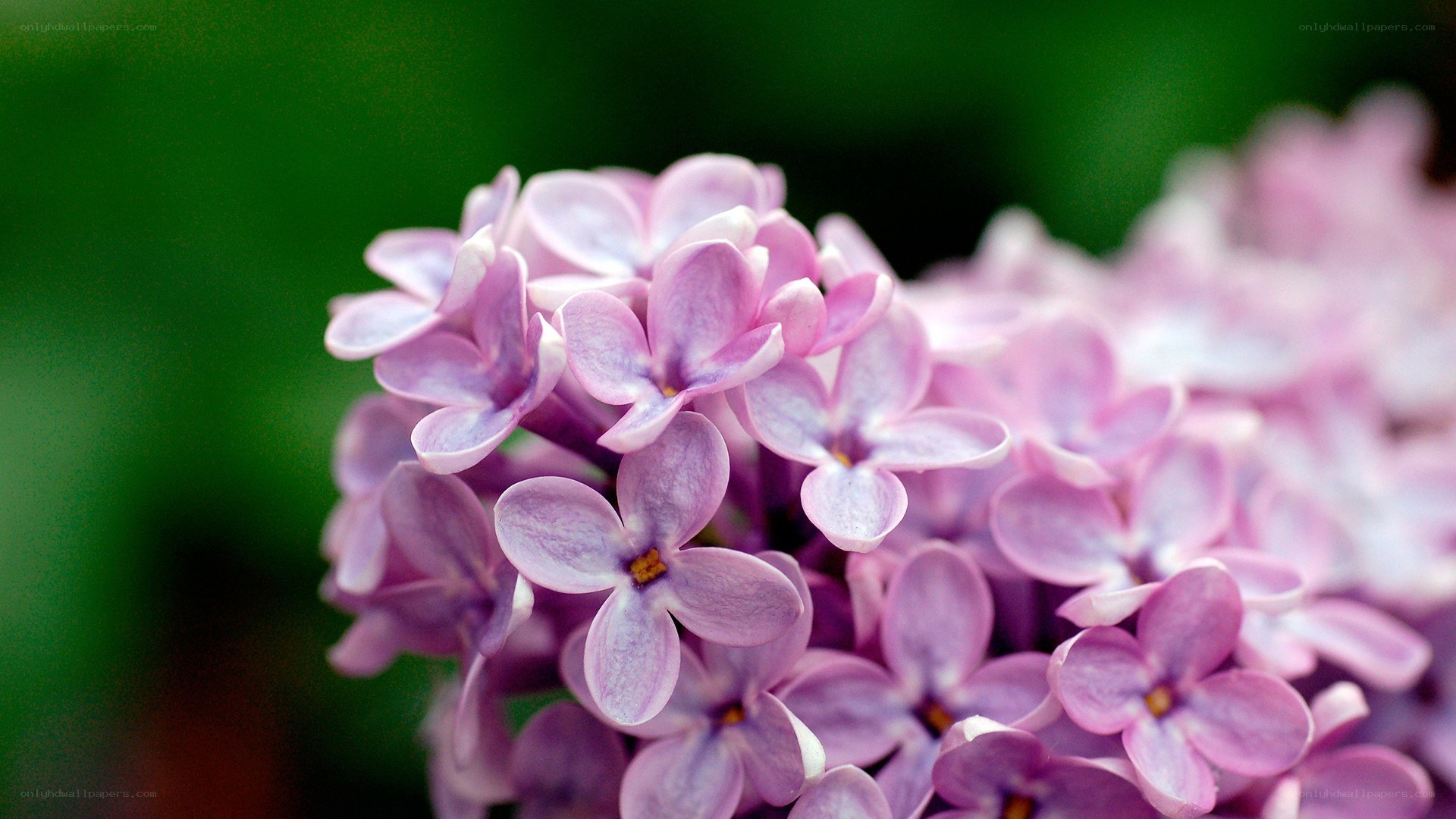 purple lilac flower cluster