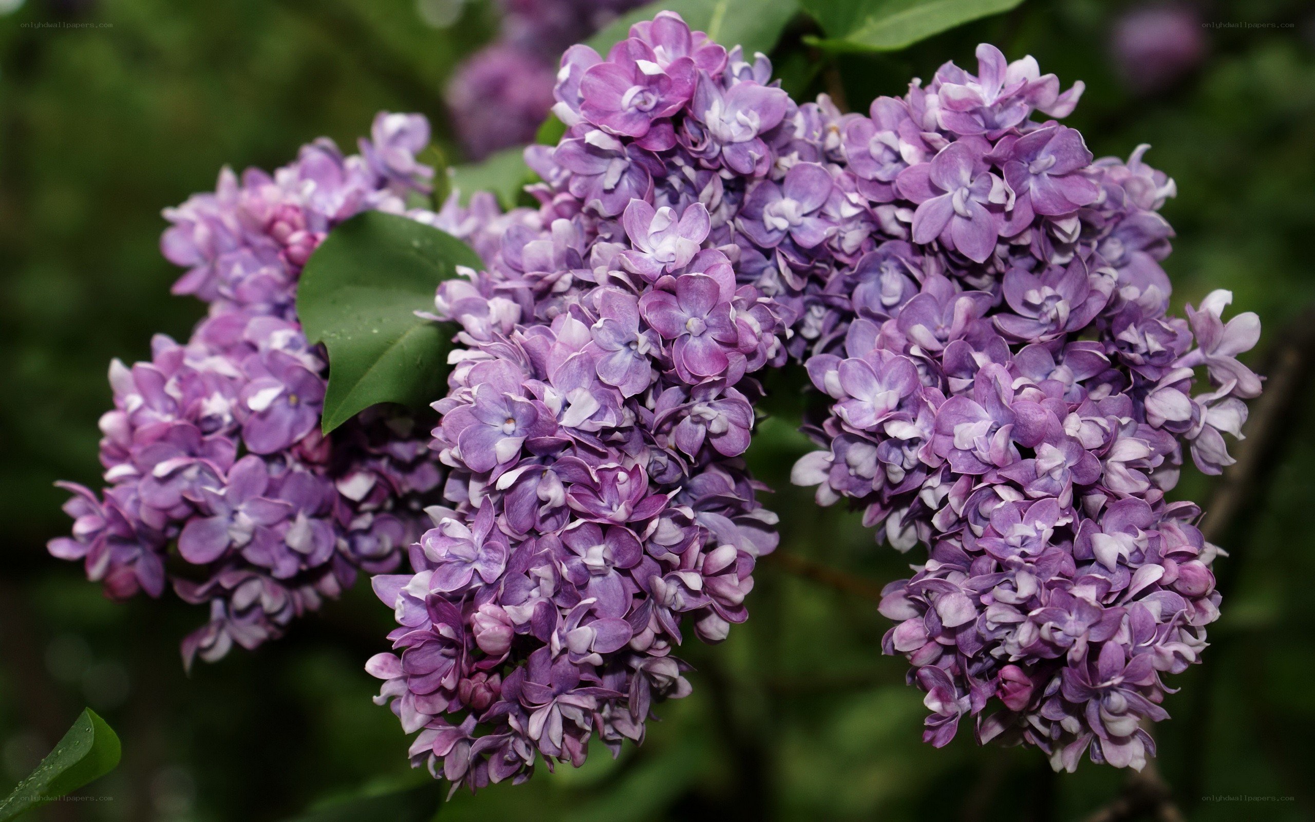 purple lilac flower cluster