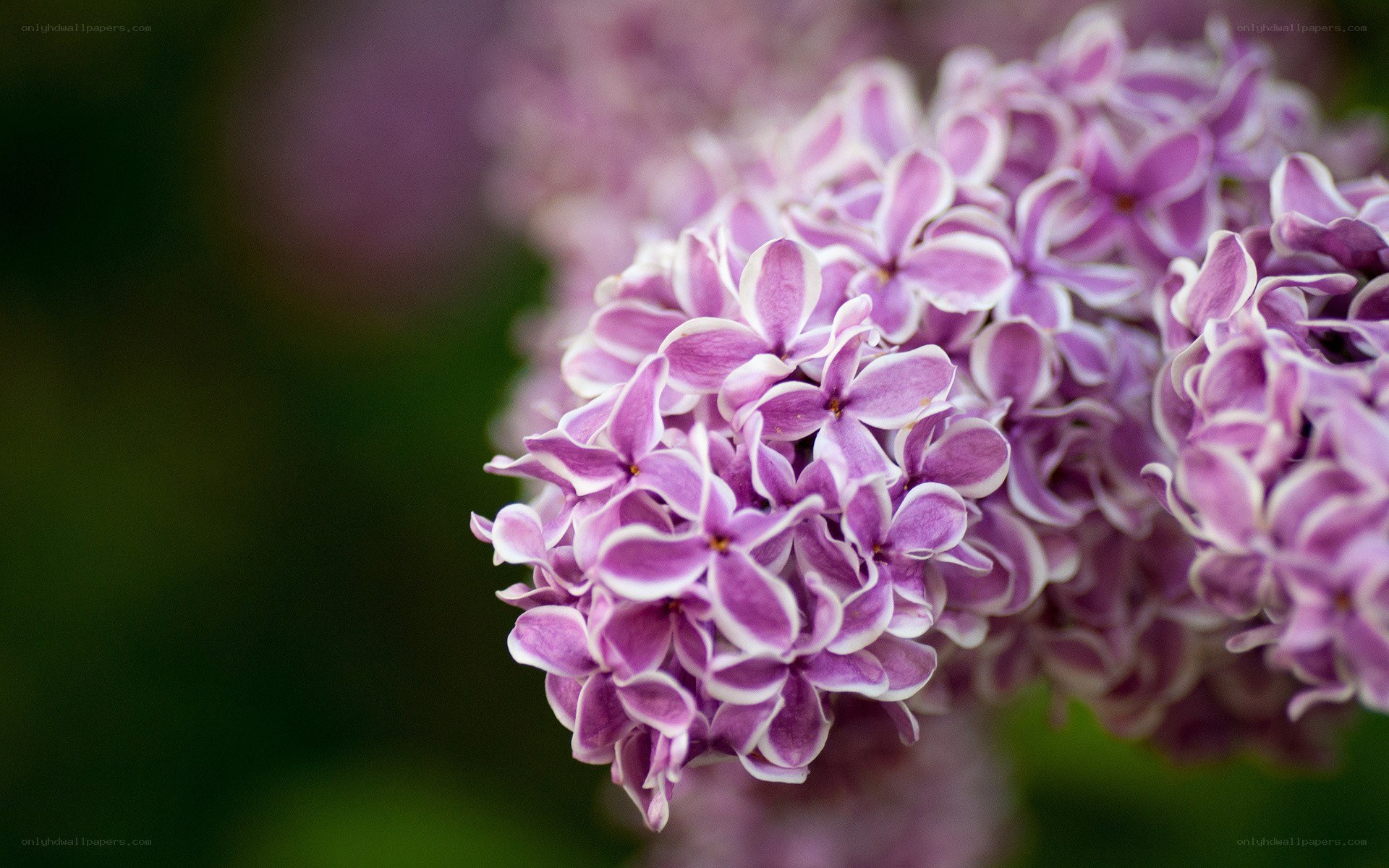 purple lilac flower cluster