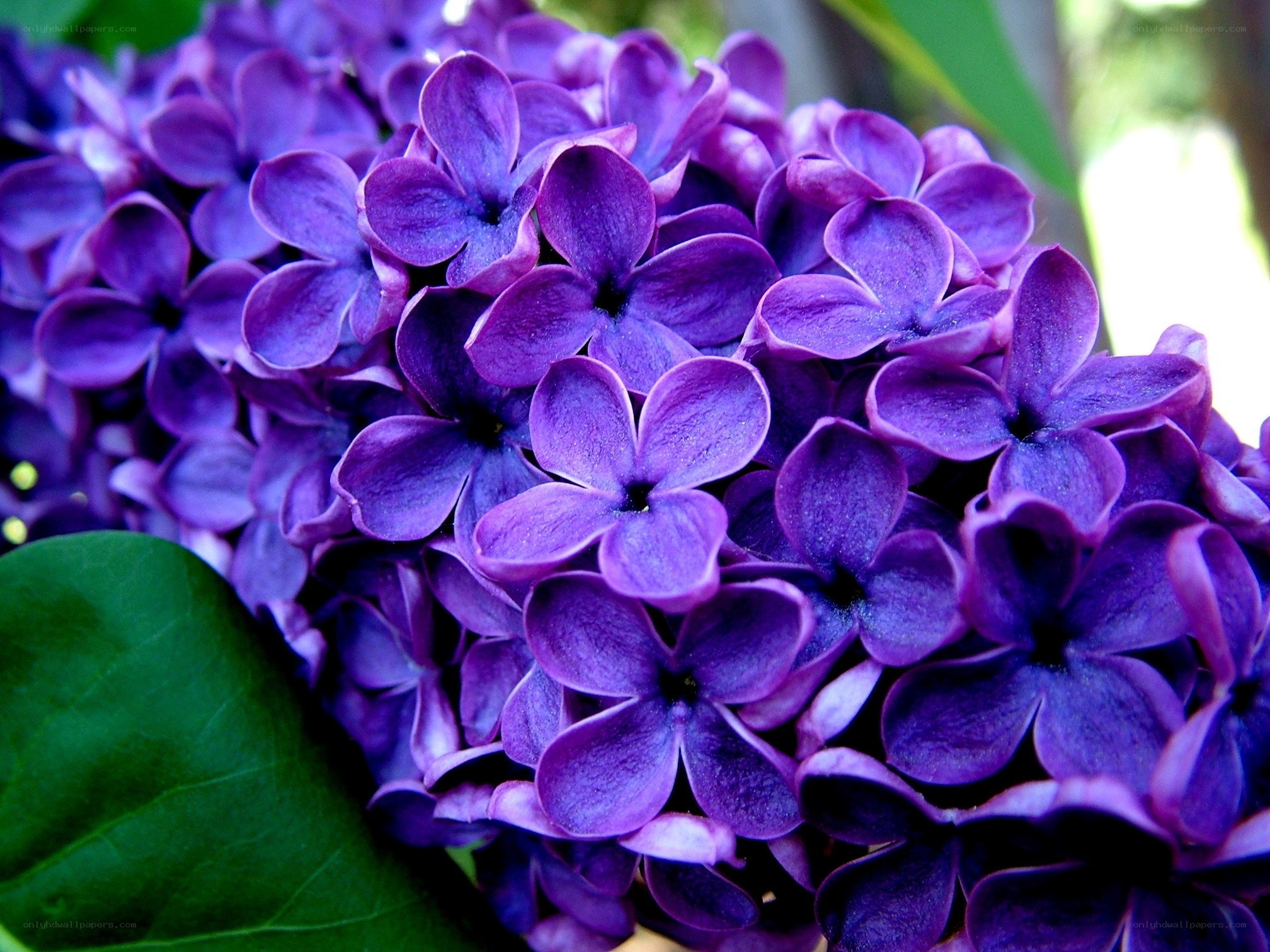 Purple lilac flower cluster