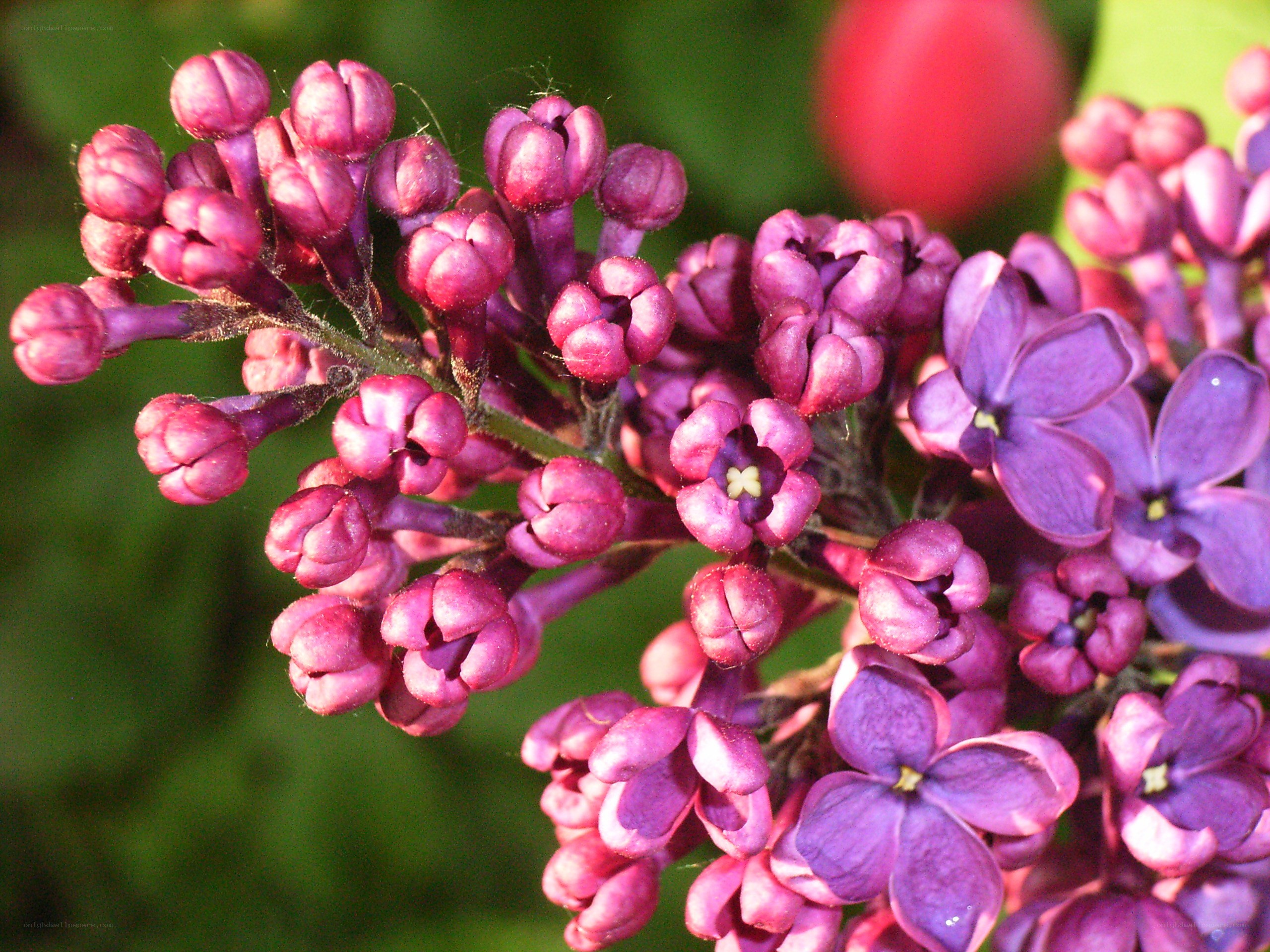 purple lilac flower cluster