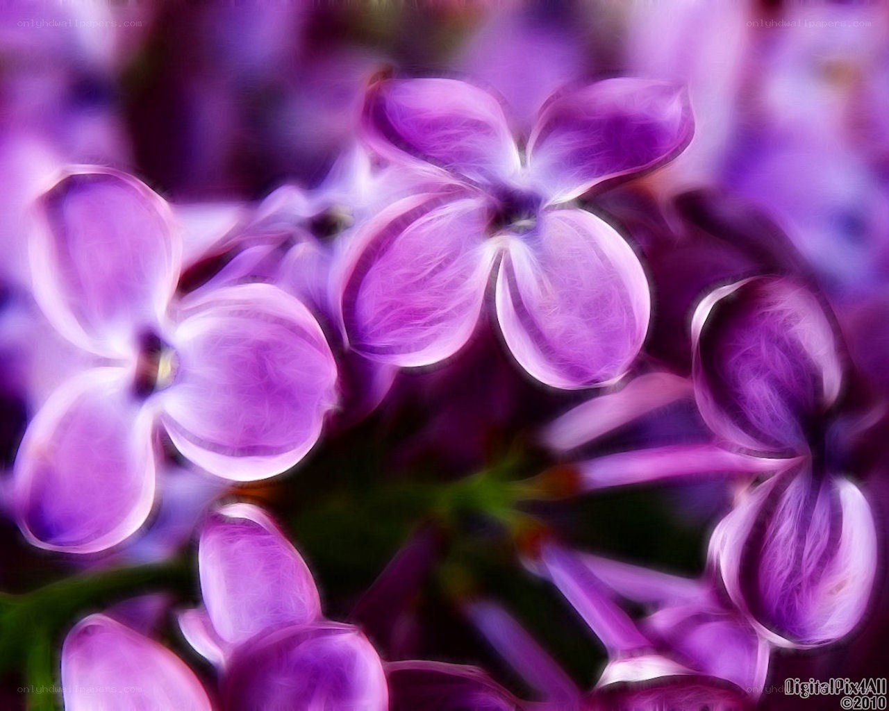 purple lilac flower cluster