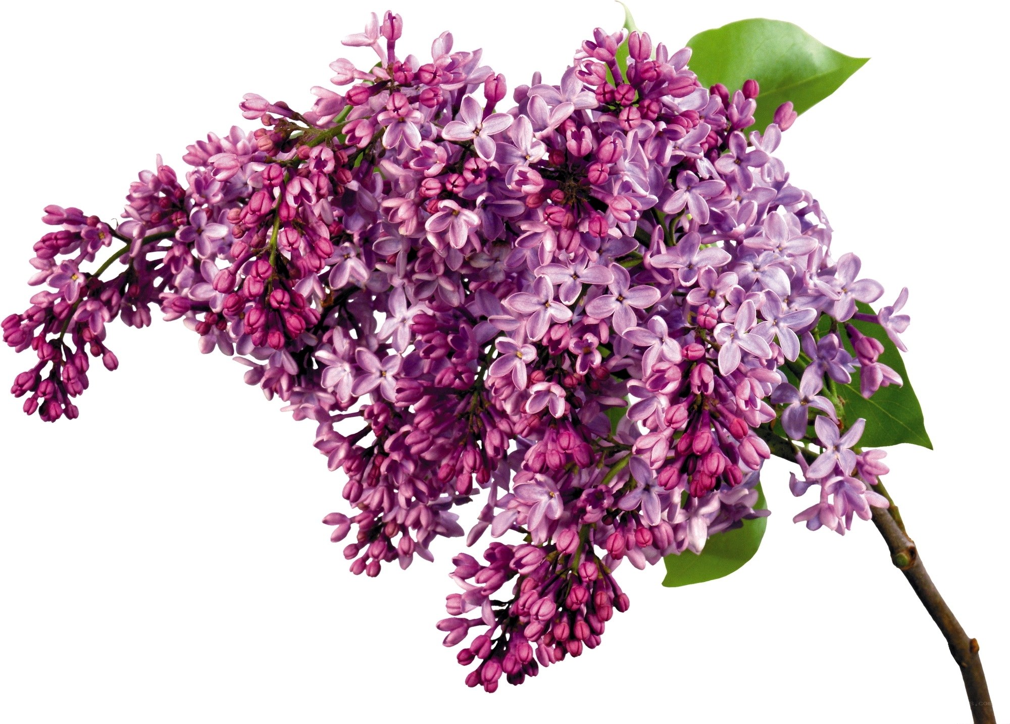 purple lilac flower cluster