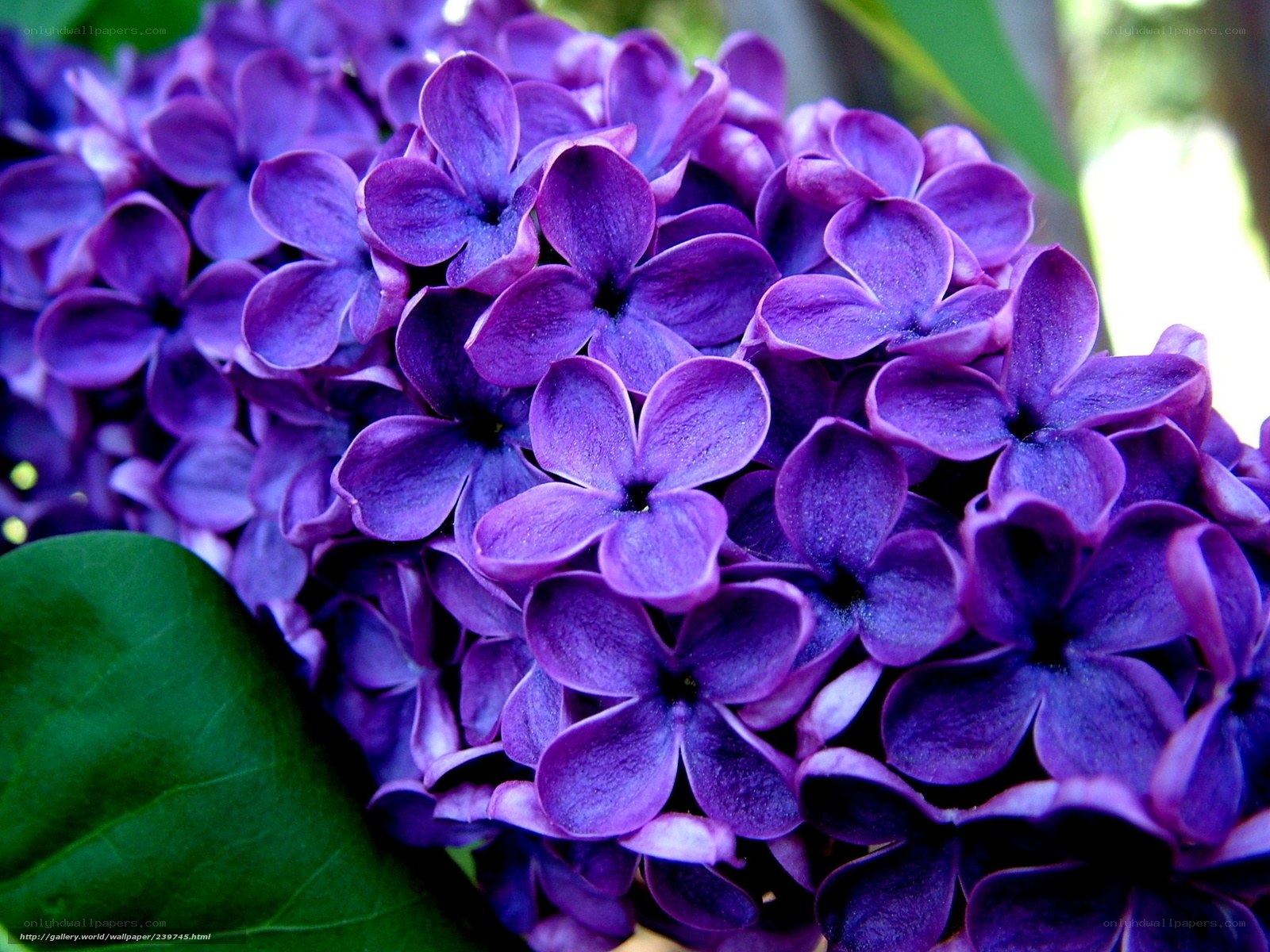 Purple lilac flower cluster