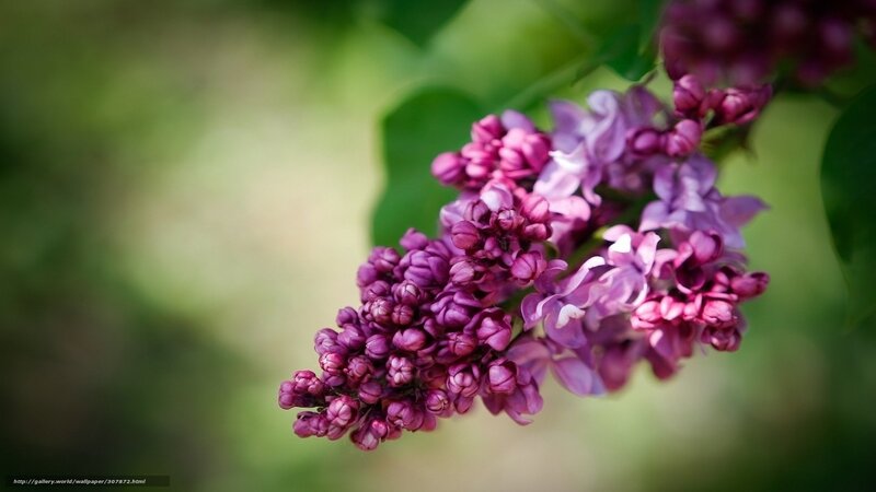 Purple lilac flower cluster