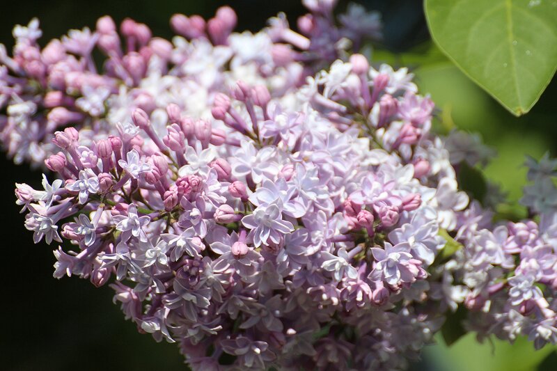 purple lilac flower cluster