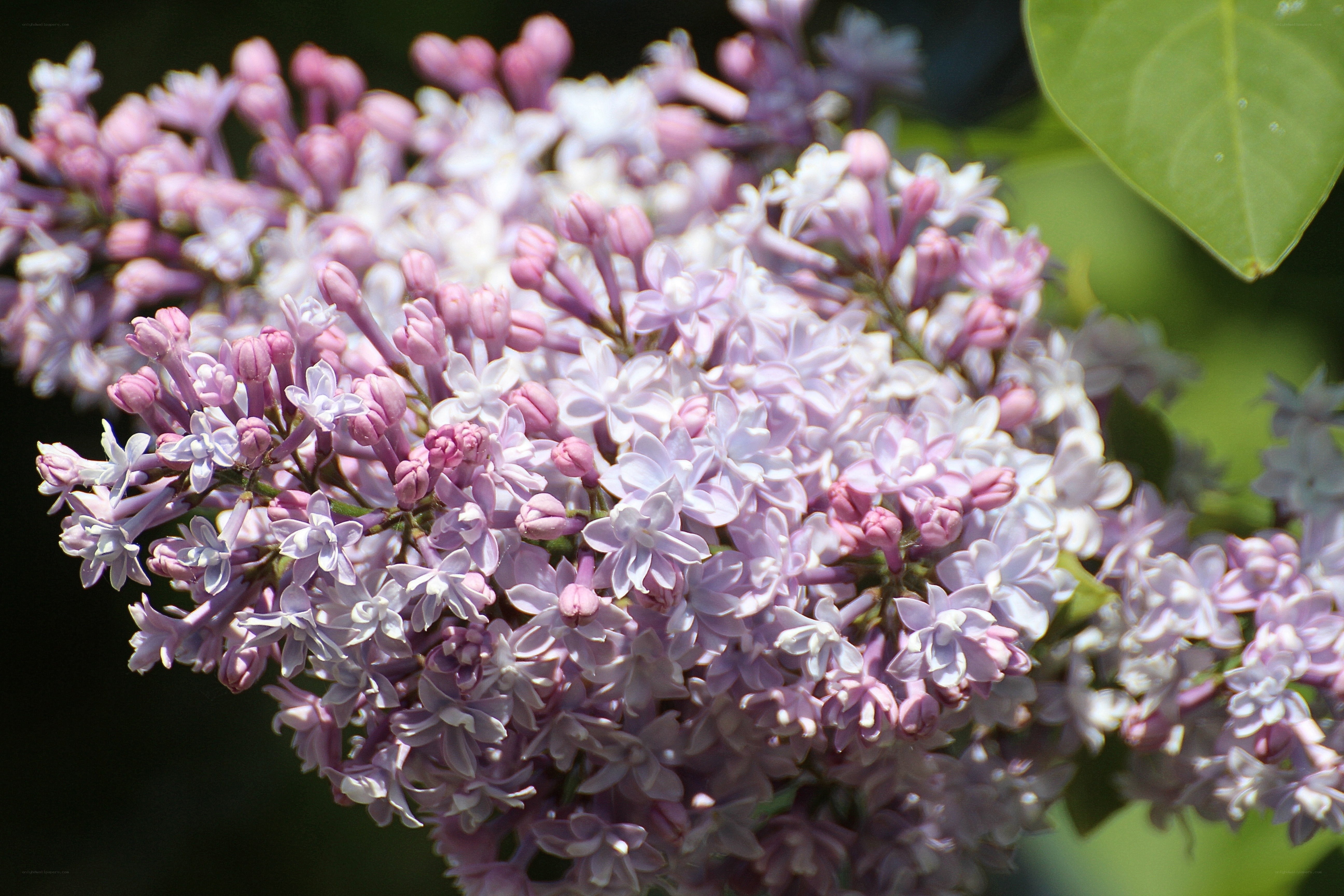 purple lilac flower cluster