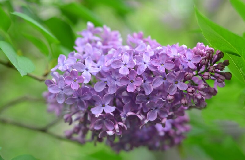 Purple Lilac Flower Cluster — Calm, Spring, Photograph, Green Leaves