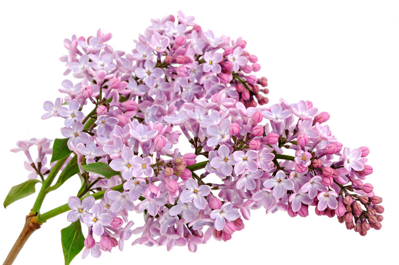 Purple Lilac Flower Cluster — Calm, Spring, Photograph