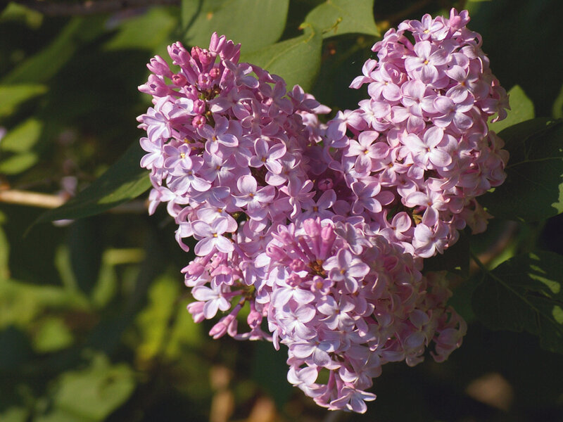 Purple Lilac Flower Cluster — Calm, Spring