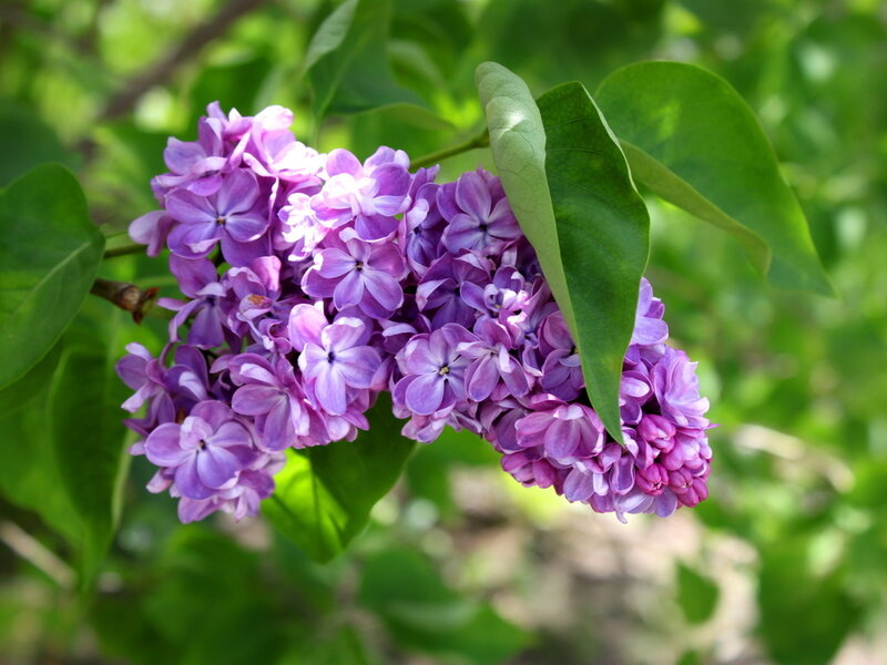 Purple Lilac Flower Cluster — Calm