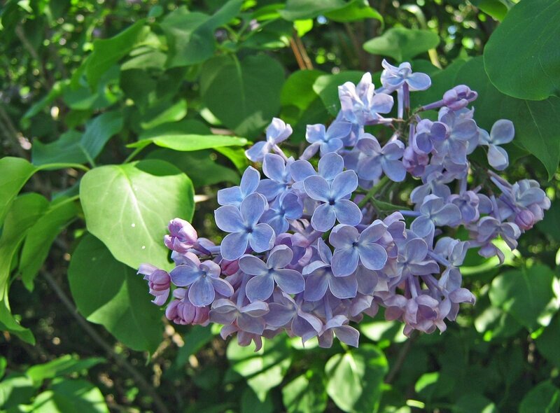 Purple Lilac Flower Cluster — Serene, Spring, Photograph, Green Leaves, Sunlight